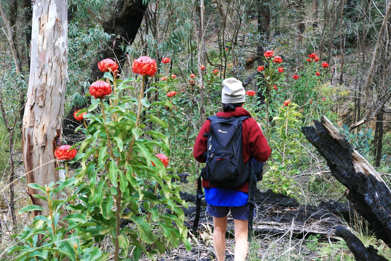 Mountain Whispers Leura Rose Villa Eksteriør billede